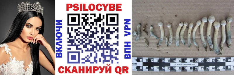 мега онион купить Малгобек Галлюциногенные грибы Psilocybe